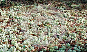 reindeer moss (Cladonia evansii) growing in a dense compact subglobose colony