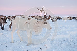 The reindeer in the Nenets reindeer herders camp
