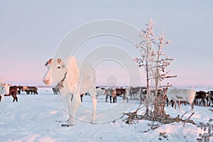 The reindeer in the Nenets reindeer herders camp