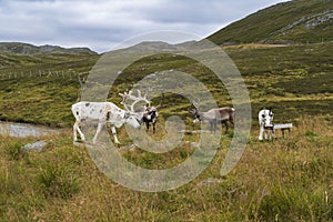 Reindeer in Nordkapp North Cape in Norway