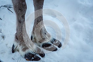 Reindeer in northern Finland