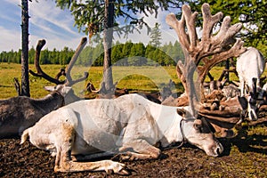 Reindeer in northern Mongolia