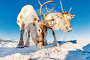 Reindeer in Northern Norway