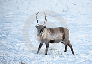 Reindeer, the Norway more commom wildlife animal