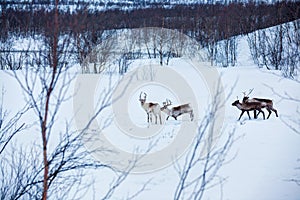 Reindeer. Norway, Scandinavia