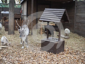 Reindeer and other ungulates on the farm photo