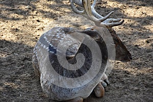 Reindeer portrait