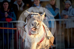 The Reindeer Racing Championship - Tromso 11. februar. 2018 - Tourist attraction - Saami sport