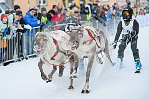 The Reindeer Racing Championship - Tromso 11. februar. 2018 - Tourist attraction - Saami sport