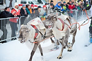 The reindeer racing - Tromso 2018