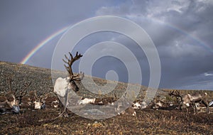 Reindeer and rainbow in a landscape of northern Mongolia