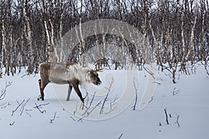 Reindeer (Rangifer tarandus)