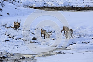 Reindeer (Rangifer tarandus)