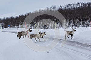 Reindeer (Rangifer tarandus)