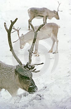 Reindeer, rangifer tarandus, Adult looking for Food in Snow