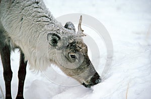 Reindeer, rangifer tarandus, Adult looking for Food in Snow