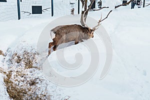 Reindeer or Rangifer tarandus at Asahiyama Zoo in winter season. landmark and popular for tourists attractions in Asahikawa,