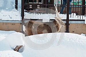 Reindeer or Rangifer tarandus at Asahiyama Zoo in winter season. landmark and popular for tourists attractions in Asahikawa,