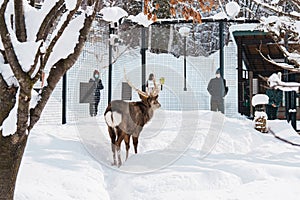 Reindeer or Rangifer tarandus at Asahiyama Zoo in winter season. landmark and popular for tourists attractions in Asahikawa,