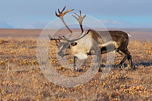 Reindeer (Rangifer tarandus) in the autumn tundra