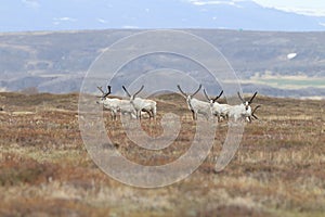 Reindeer & x28;Rangifer tarandus& x29; Caribou, Iceland