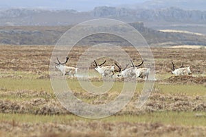 Reindeer & x28;Rangifer tarandus& x29; Caribou, Iceland