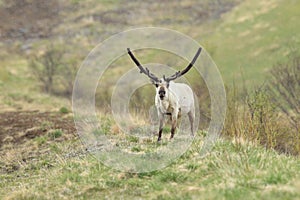 Reindeer (Rangifer tarandus) Caribou, Iceland