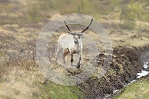 Reindeer (Rangifer tarandus) Caribou, Iceland