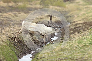 Reindeer (Rangifer tarandus) Caribou, Iceland