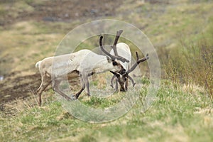 Reindeer (Rangifer tarandus) Caribou, Iceland