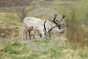 Reindeer (Rangifer tarandus) Caribou, Iceland