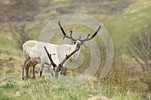 Reindeer (Rangifer tarandus) Caribou, Iceland