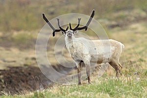 Reindeer (Rangifer tarandus) Caribou, Iceland