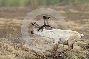 Reindeer (Rangifer tarandus) Caribou, Iceland