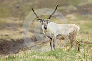 Reindeer (Rangifer tarandus) Caribou, Iceland