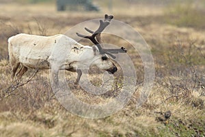 Reindeer (Rangifer tarandus) Caribou, Iceland