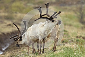 Reindeer (Rangifer tarandus) Caribou, Iceland