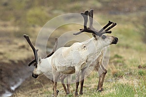 Reindeer (Rangifer tarandus) Caribou, Iceland