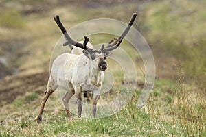 Reindeer (Rangifer tarandus) Caribou, Iceland