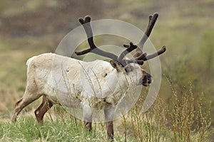 Reindeer (Rangifer tarandus) Caribou, Iceland