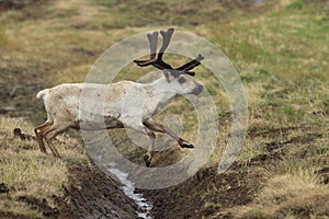 Reindeer (Rangifer tarandus) Caribou, Iceland