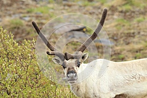 Reindeer (Rangifer tarandus) Caribou, Iceland