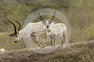 Reindeer & x28;Rangifer tarandus& x29; Caribou, Iceland