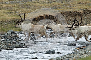 Reindeer & x28;Rangifer tarandus& x29; Caribou, Iceland