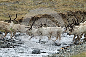 Reindeer & x28;Rangifer tarandus& x29; Caribou, Iceland