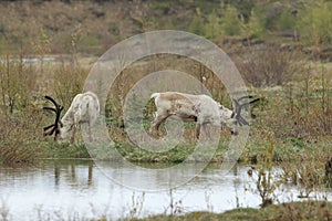 Reindeer & x28;Rangifer tarandus& x29; Caribou, Iceland