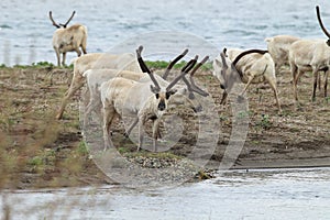 Reindeer (Rangifer tarandus) Caribou, Iceland