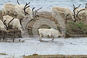 Reindeer & x28;Rangifer tarandus& x29; Caribou, Iceland