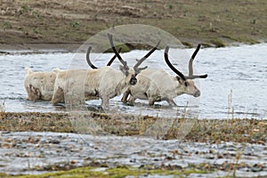 Reindeer (Rangifer tarandus) Caribou, Iceland