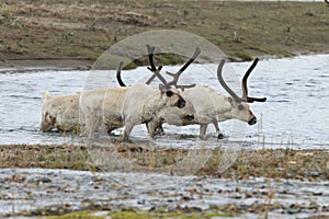 Reindeer (Rangifer tarandus) Caribou, Iceland